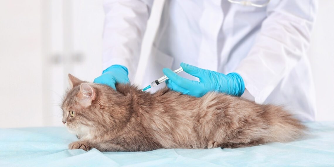 kedi iç ve dış parazit aşıları