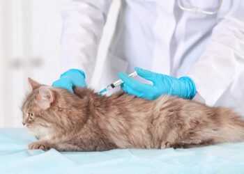 kedi iç ve dış parazit aşıları