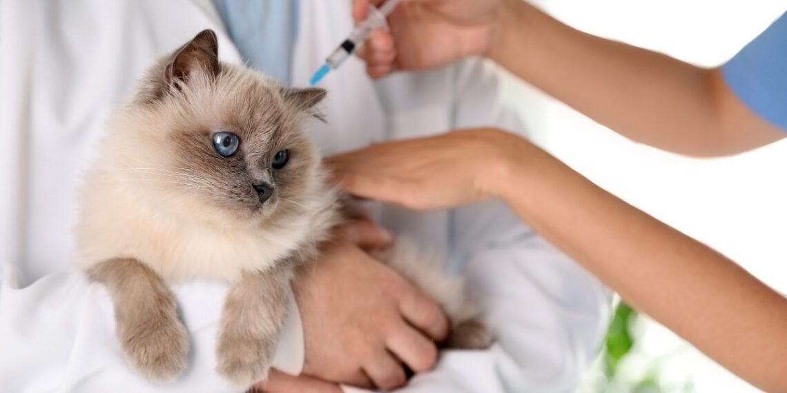 yavru kedi aşıları