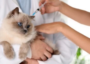 yavru kedi aşıları