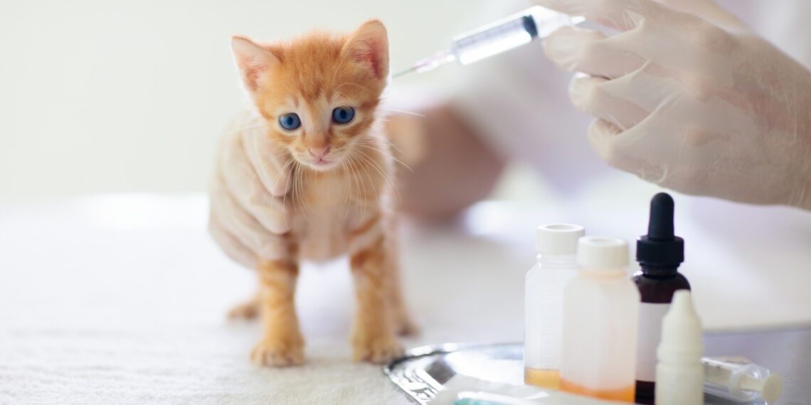 kedilerde lösemi aşısı önemi