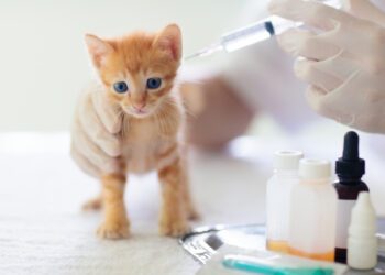 kedilerde lösemi aşısı önemi