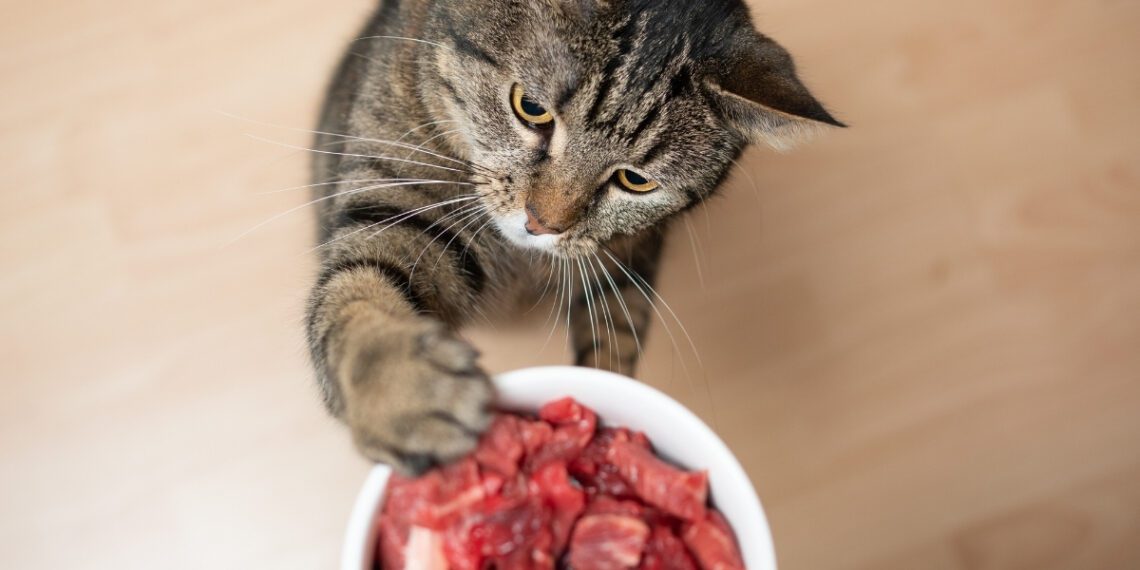 kedilerin yememesi gerekenler