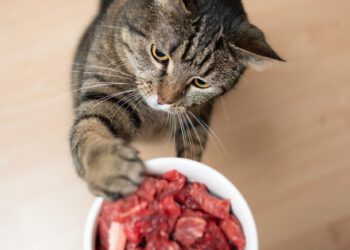 kedilerin yememesi gerekenler