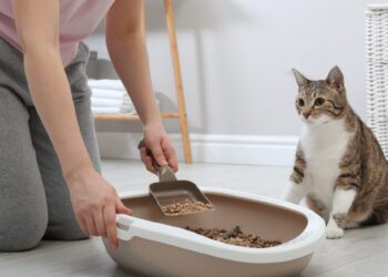 kediler en çok ne yer?