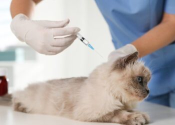Kedilerde Karma Aşı Önemi