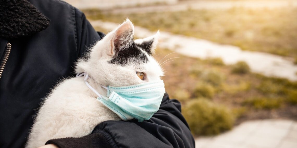 kedi lösemi hastalığı belirtileri