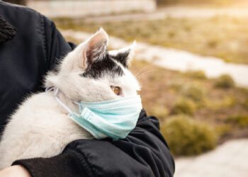 kedi lösemi hastalığı belirtileri