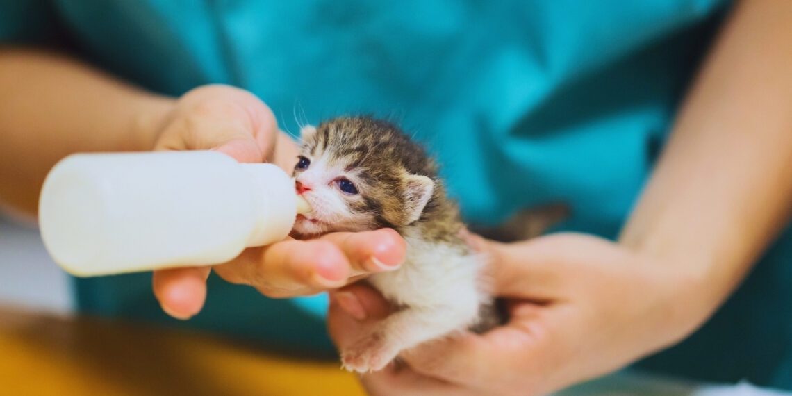 yavru kedilerin beslenme çizelgesi