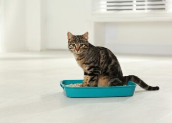 Yavru kedilerde tuvalet eğitiminde dikkat edilecekler