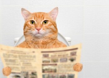 kedilerde tuvalet alıştırılması