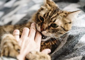 kedilerde ısırma sorunu