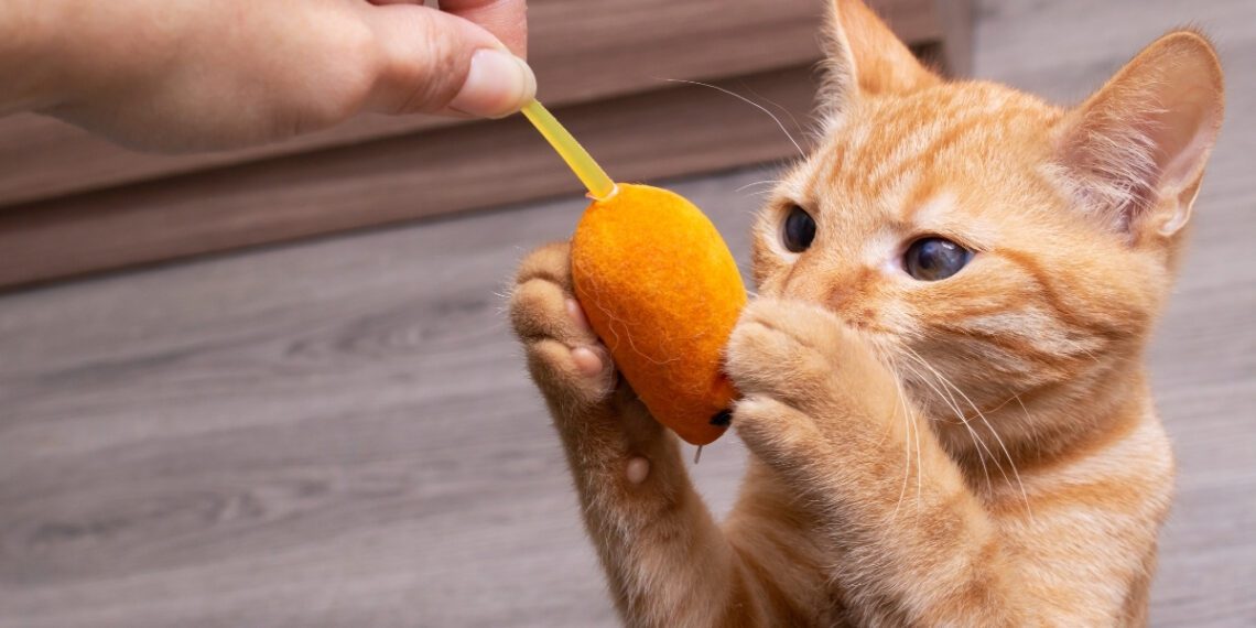 kedilerde 5 temel ihtiyaç