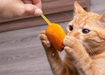 kedilerde 5 temel ihtiyaç