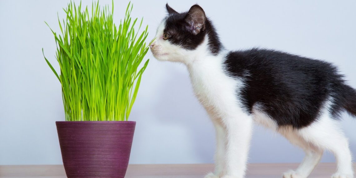 kedi çimi ne işe yarar