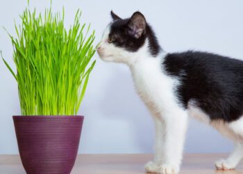 kedi çimi ne işe yarar