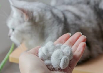 kedilerde tüy dökme sorunu