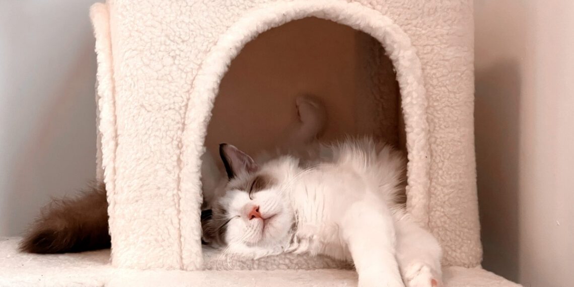 kedilerin uyuma pozisyonları