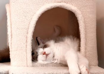 kedilerin uyuma pozisyonları