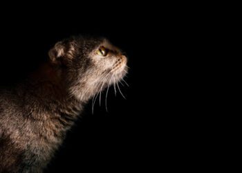 kediler neden gece uyumaz