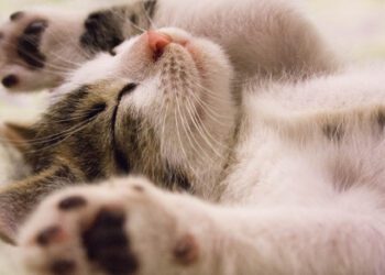 kedilerde horlama nedenleri