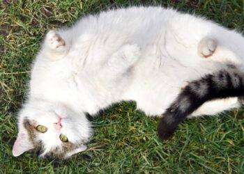 kediler neden sırtüstü uyur