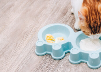 kediler yoğurt yiyebilir mi