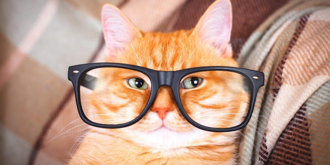 kedilerde göz akıntıs