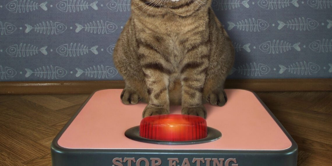 kedilerde ideal kilo nedir