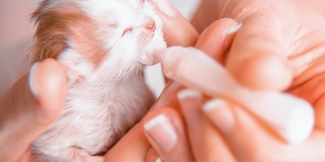 yavru kedilerde bakım nasıl olmalıdır