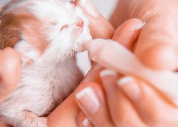 yavru kedilerde bakım nasıl olmalıdır