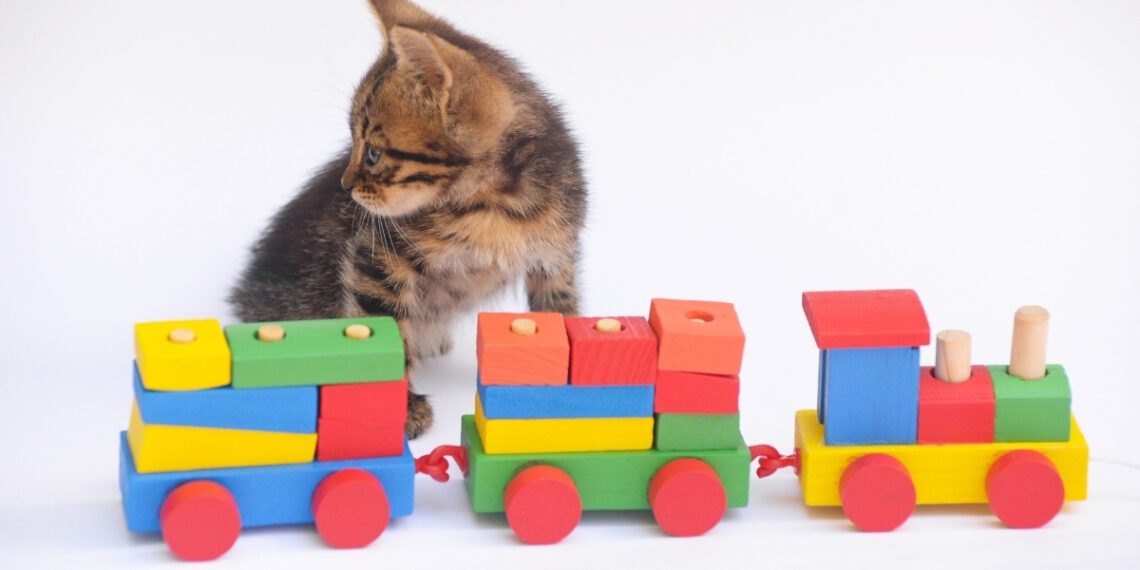 kedilerde eğitim sürecinde nelere dikkat edilmelidir