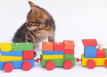 kedilerde eğitim sürecinde nelere dikkat edilmelidir