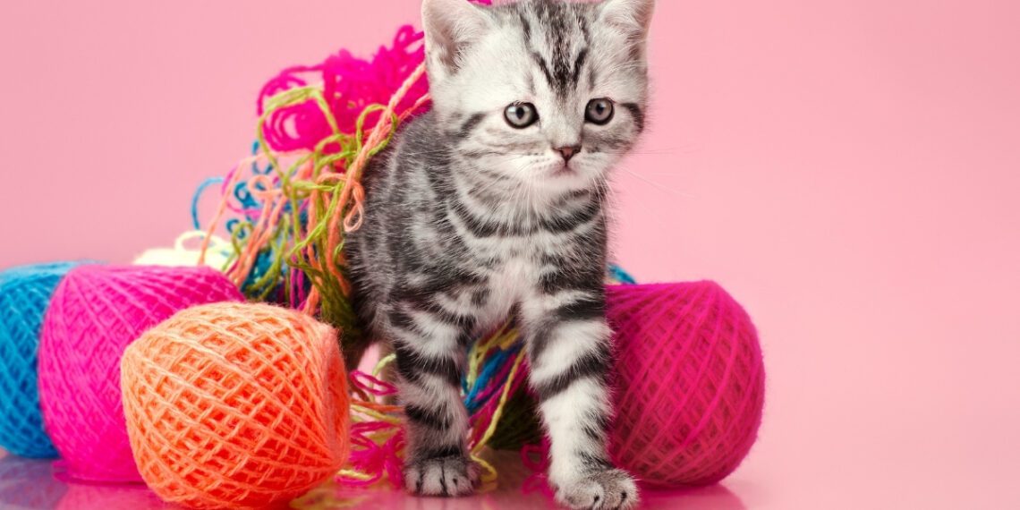 yavru kedilere eğitim nasıl verilir