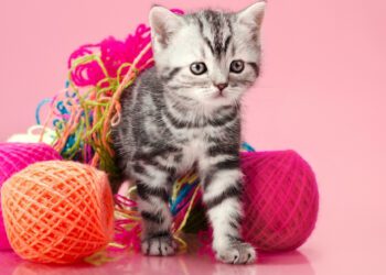 yavru kedilere eğitim nasıl verilir