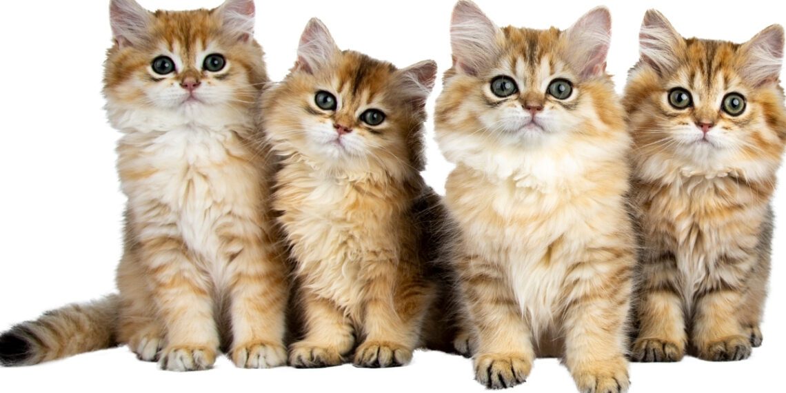 yavru kedi gelişim evreleri