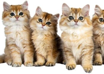 yavru kedi gelişim evreleri