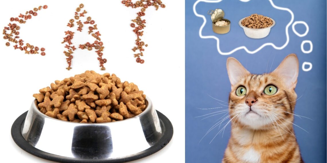 kedilerde mama seçimi nasıl olmalı