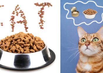 kedilerde mama seçimi nasıl olmalı