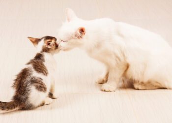 kediler annelerini hatırlar mı