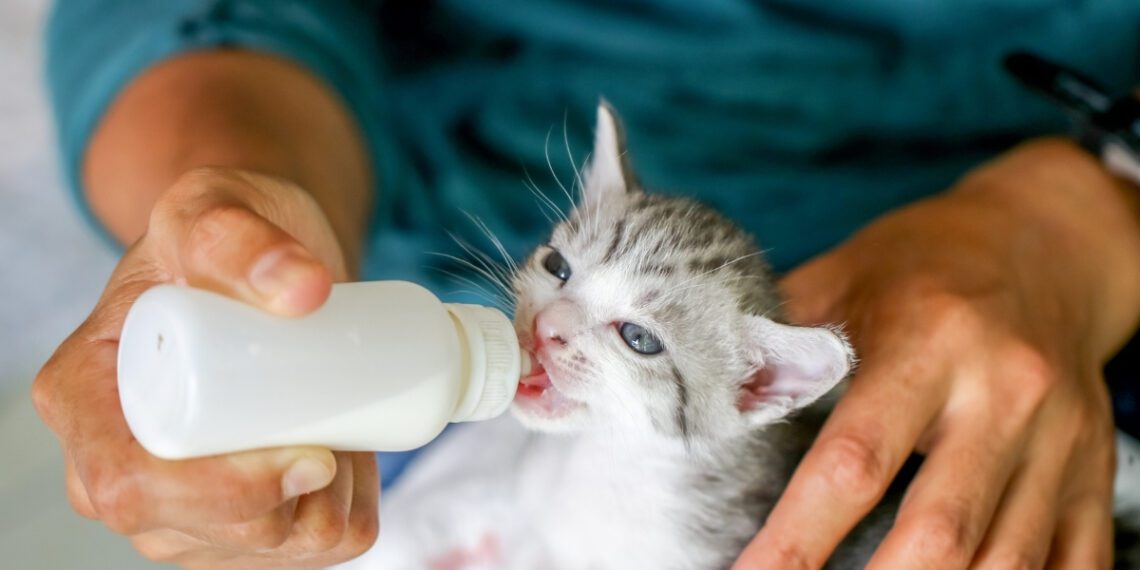 kedilerde biberonla nasıl beslenir