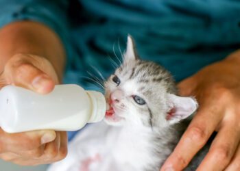 kedilerde biberonla nasıl beslenir