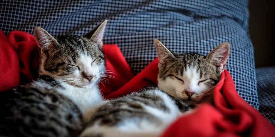 yavru kedi kaç saat uyur