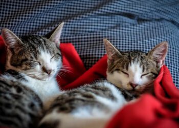 yavru kedi kaç saat uyur