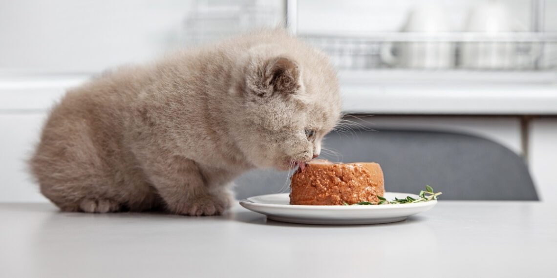 yavru kedilerin beslenmesi