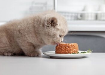 yavru kedilerin beslenmesi