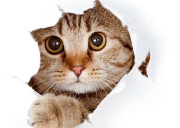 yavru kedilerde üşüme sorunu