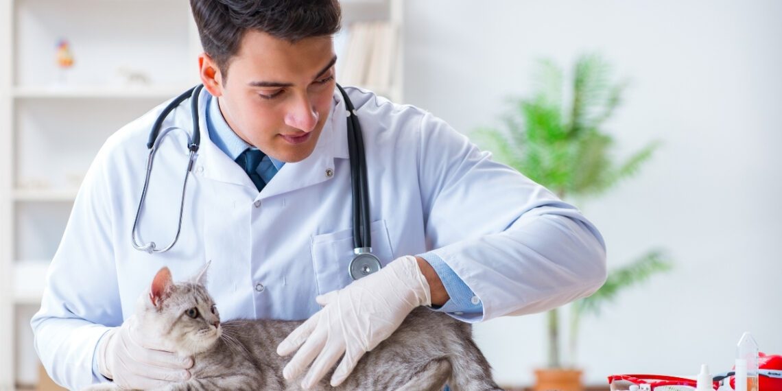 yavru kedilerde en çok görülen hastalıklar