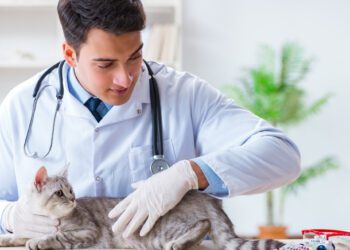 yavru kedilerde en çok görülen hastalıklar