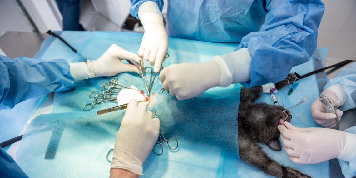 Yavru kedilerin kısırlaştırılması